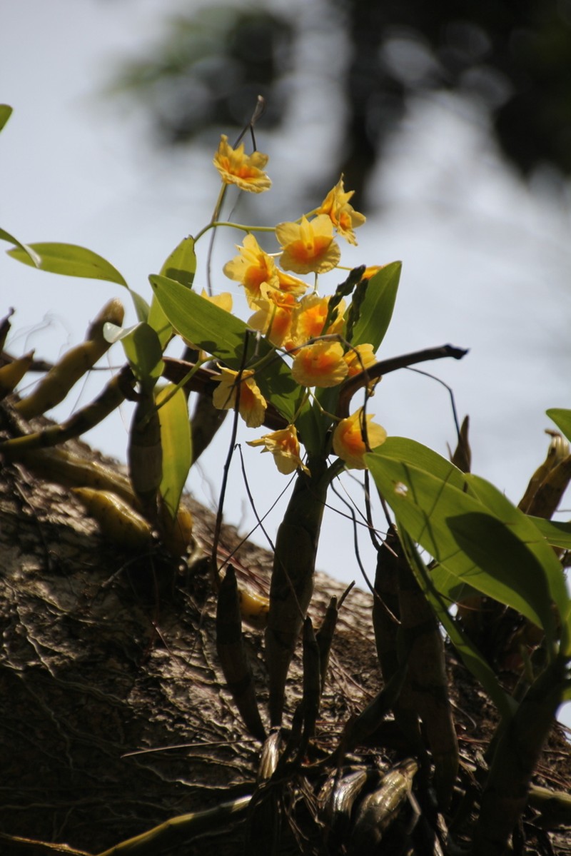 Dendrobium braianense
