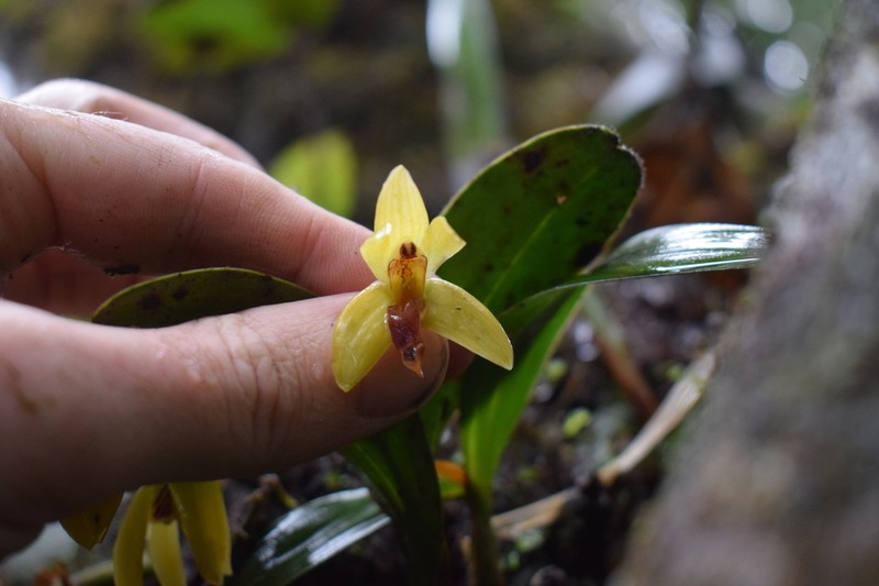 Dendrobium brevibulbum
