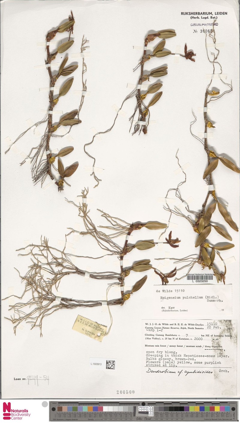 Dendrobium brevibulbum photo 3