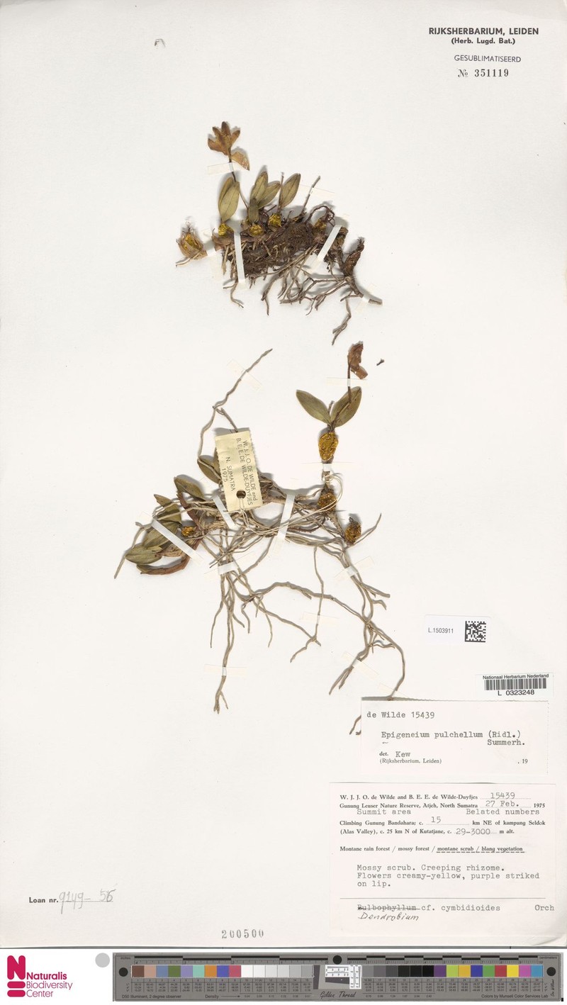 Dendrobium brevibulbum photo 4
