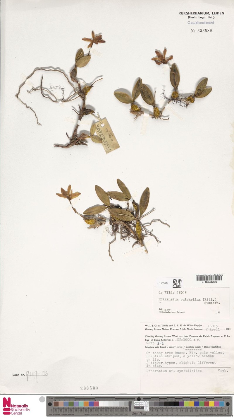 Dendrobium brevibulbum photo 5