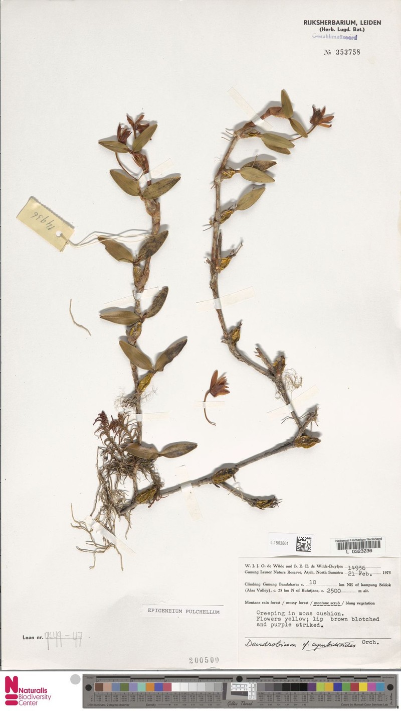 Dendrobium brevibulbum photo 6