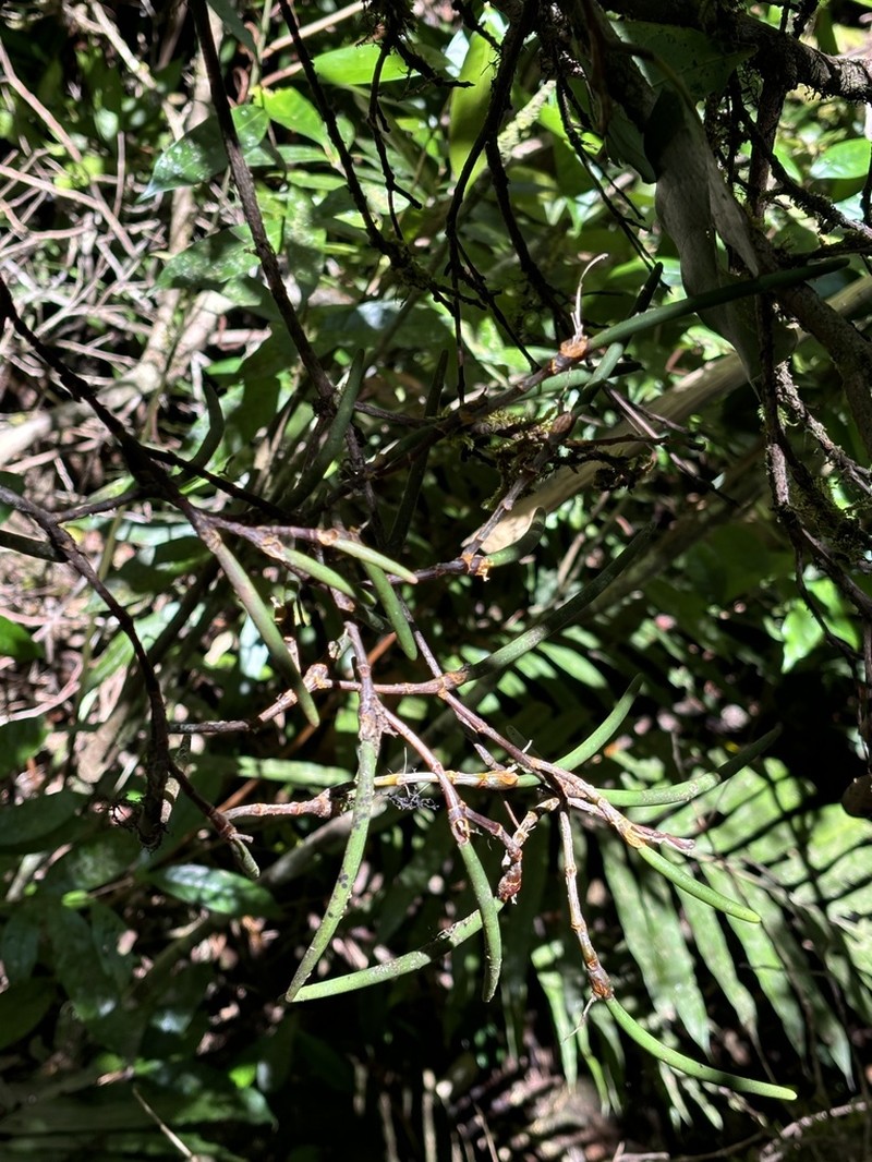 Dendrobium brevicaudum