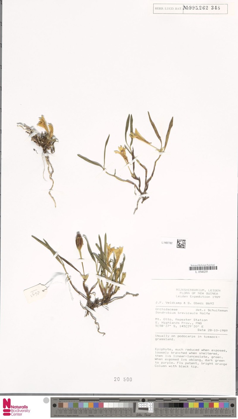 Dendrobium brevicaule photo 2