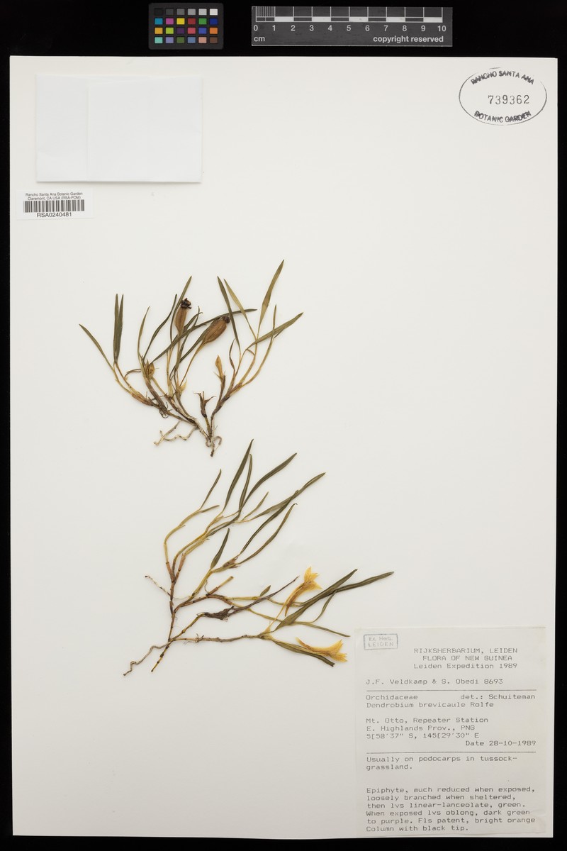 Dendrobium brevicaule photo 3
