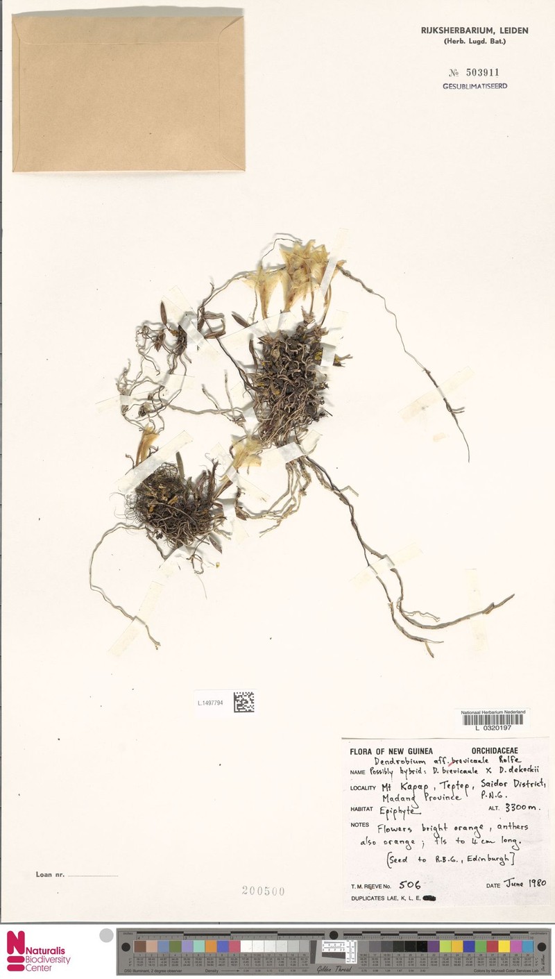 Dendrobium brevicaule photo 4