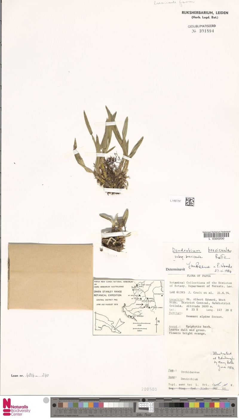 Dendrobium brevicaule subsp. brevicaule
