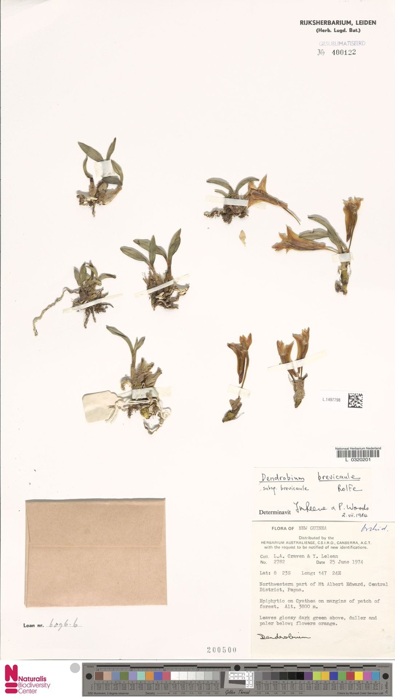 Dendrobium brevicaule subsp. brevicaule photo 2