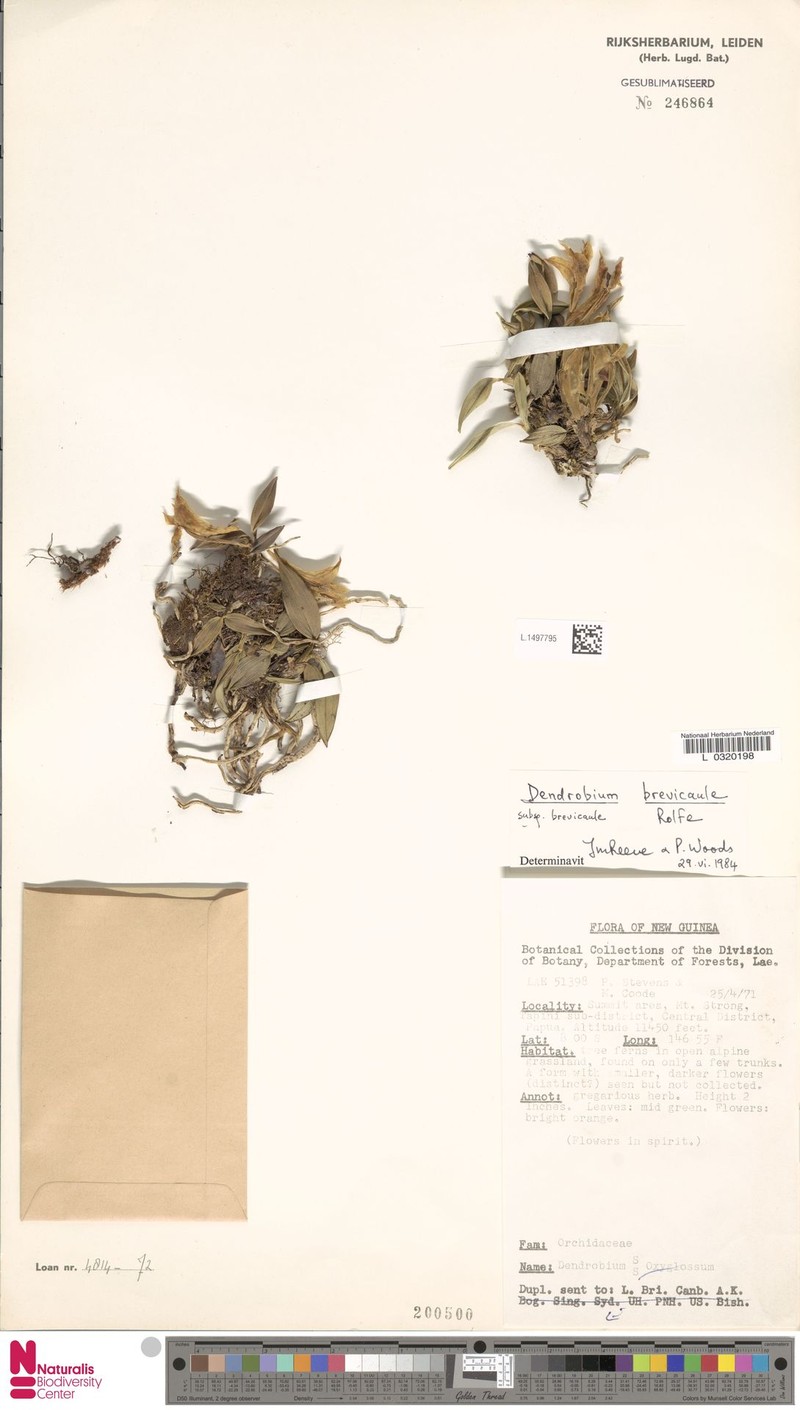 Dendrobium brevicaule subsp. brevicaule photo 3