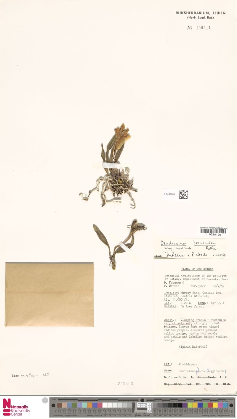 Dendrobium brevicaule subsp. brevicaule photo 4