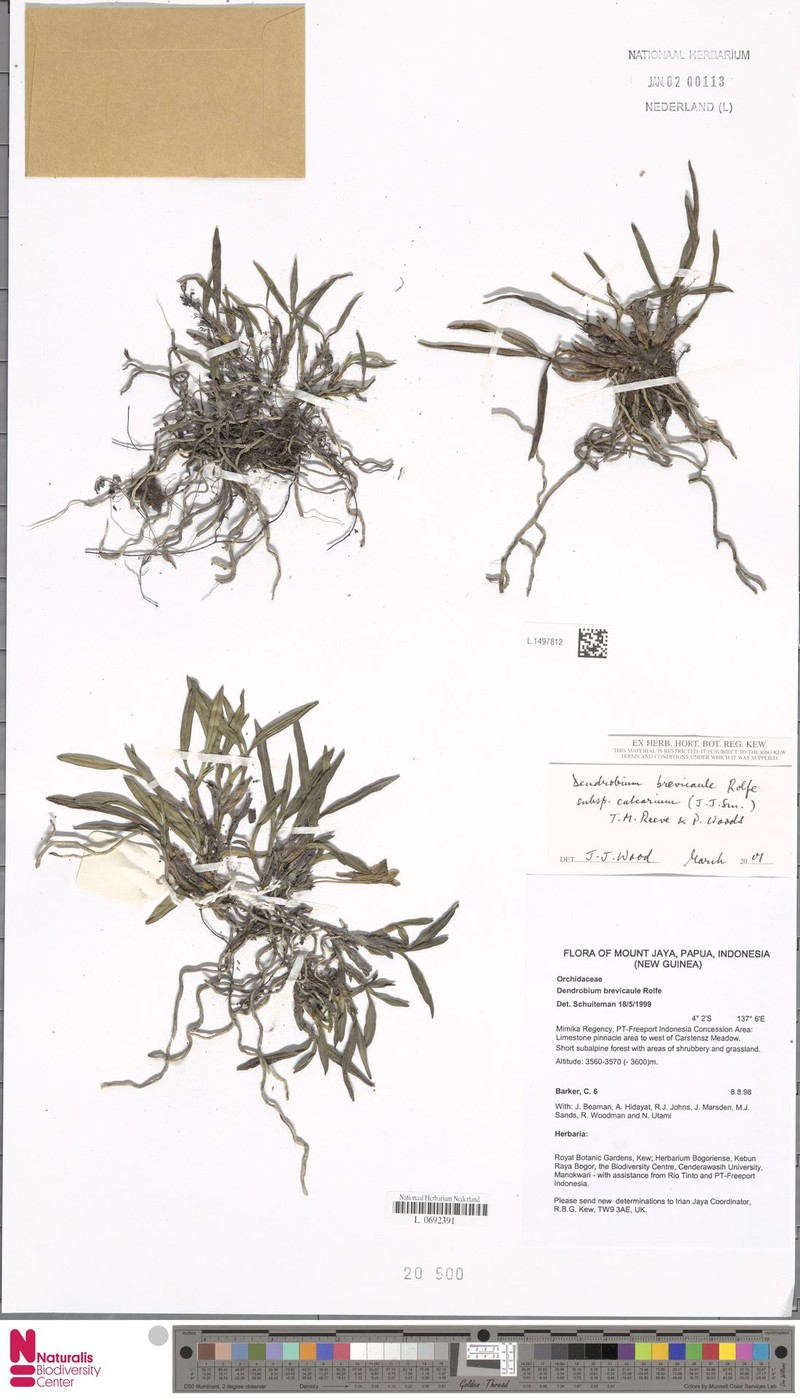 Dendrobium brevicaule subsp. calcarium