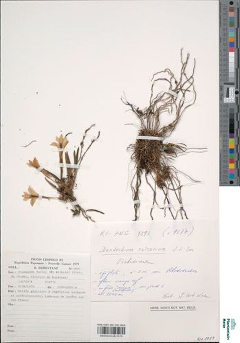 Dendrobium brevicaule subsp. calcarium photo 3