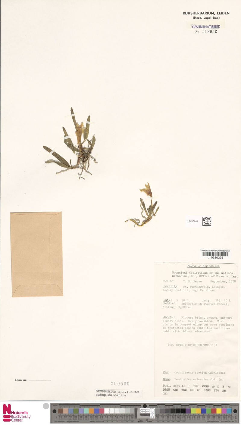Dendrobium brevicaule subsp. calcarium photo 4