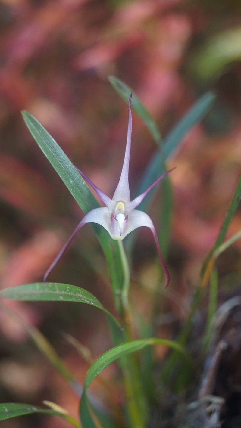 Dendrobium brevicolle