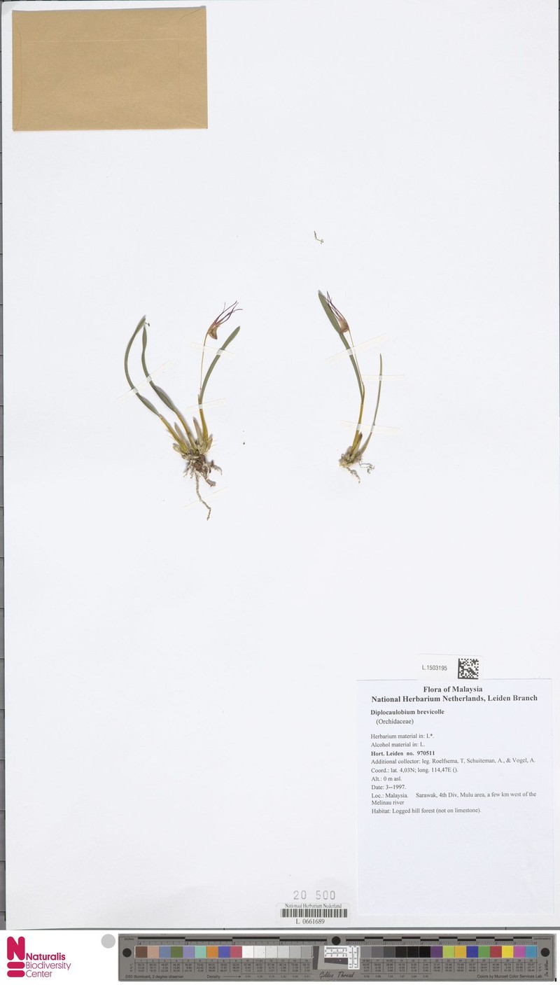Dendrobium brevicolle photo 2