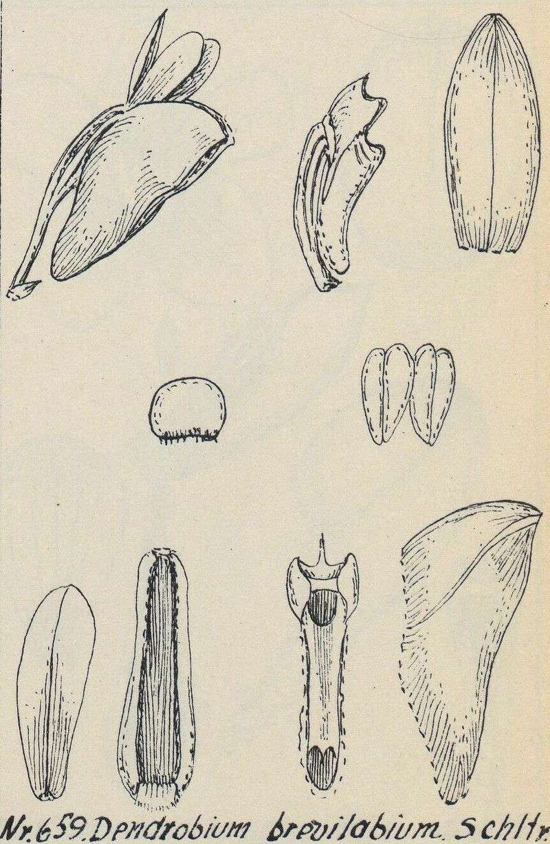 Dendrobium brevilabium
