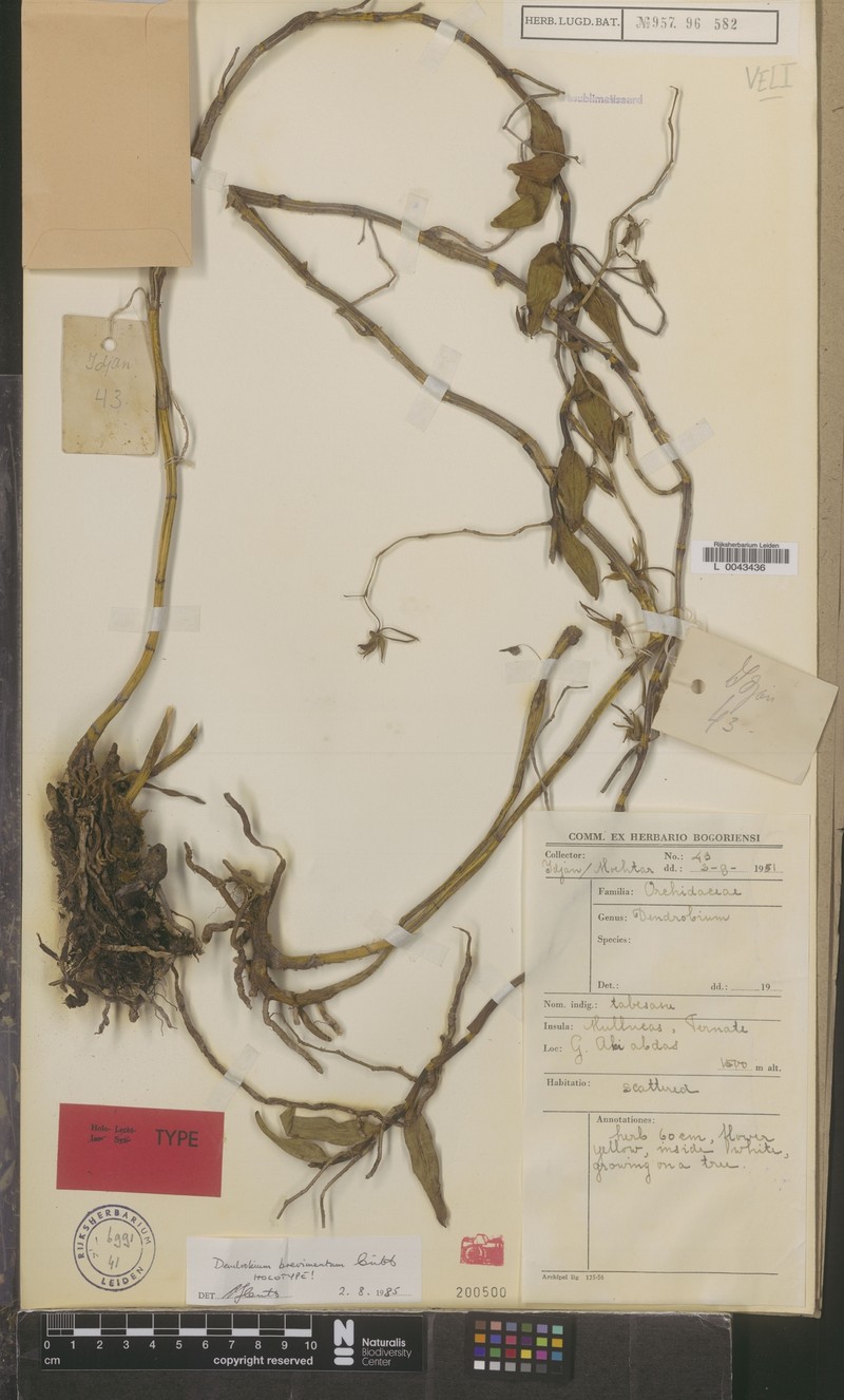 Dendrobium brevimentum