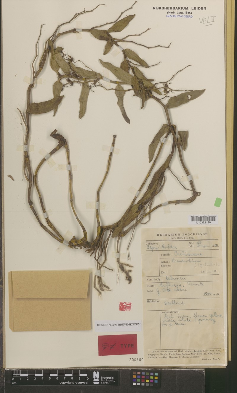 Dendrobium brevimentum photo 2