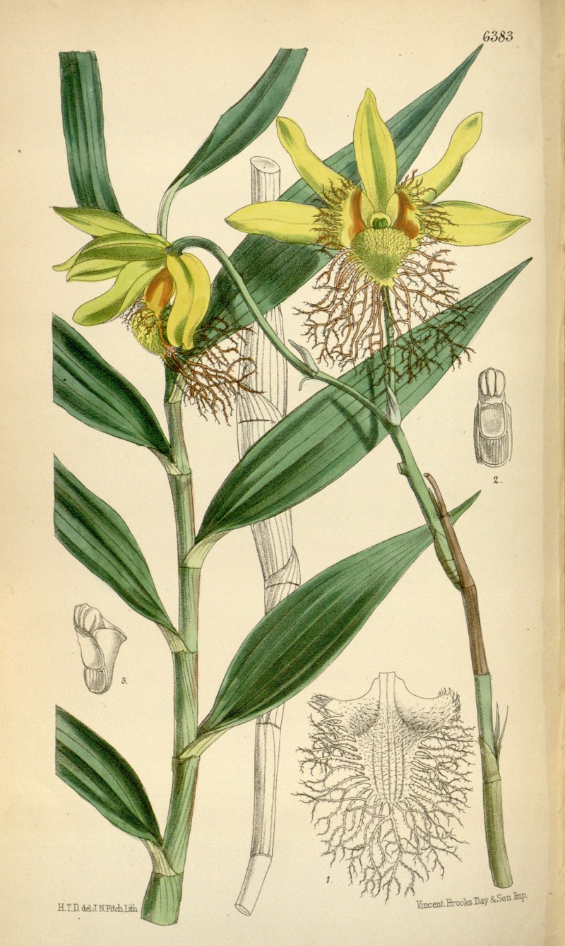 Dendrobium brymerianum
