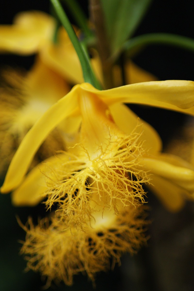 Dendrobium brymerianum photo 2