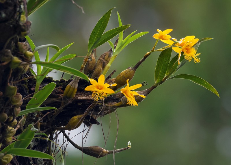 Dendrobium brymerianum photo 3