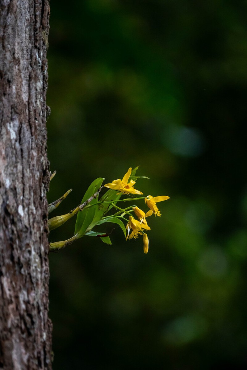 Dendrobium brymerianum photo 4