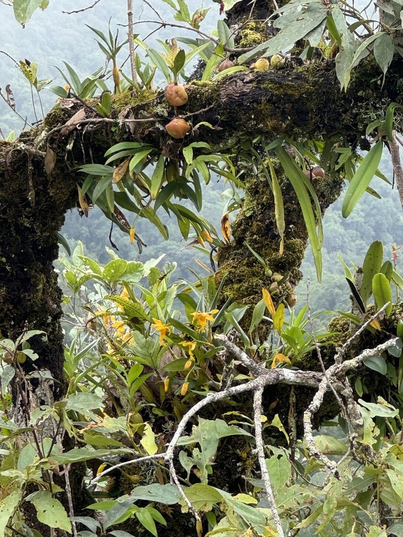 Dendrobium brymerianum photo 5