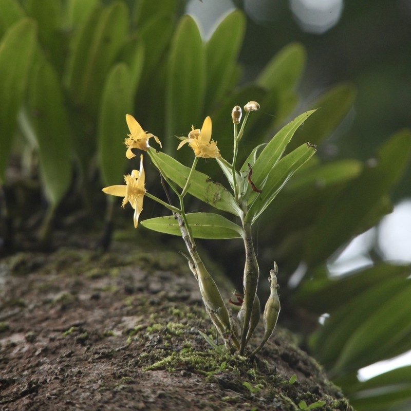 Dendrobium brymerianum photo 6
