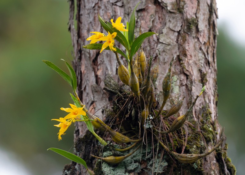 Dendrobium brymerianum photo 7