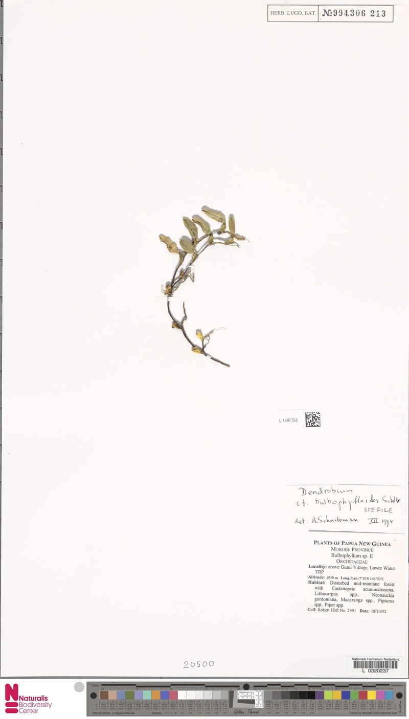 Dendrobium bulbophylloides photo 2
