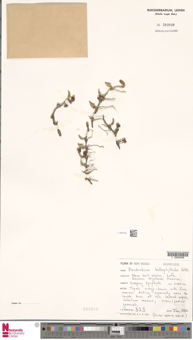Dendrobium bulbophylloides photo 3