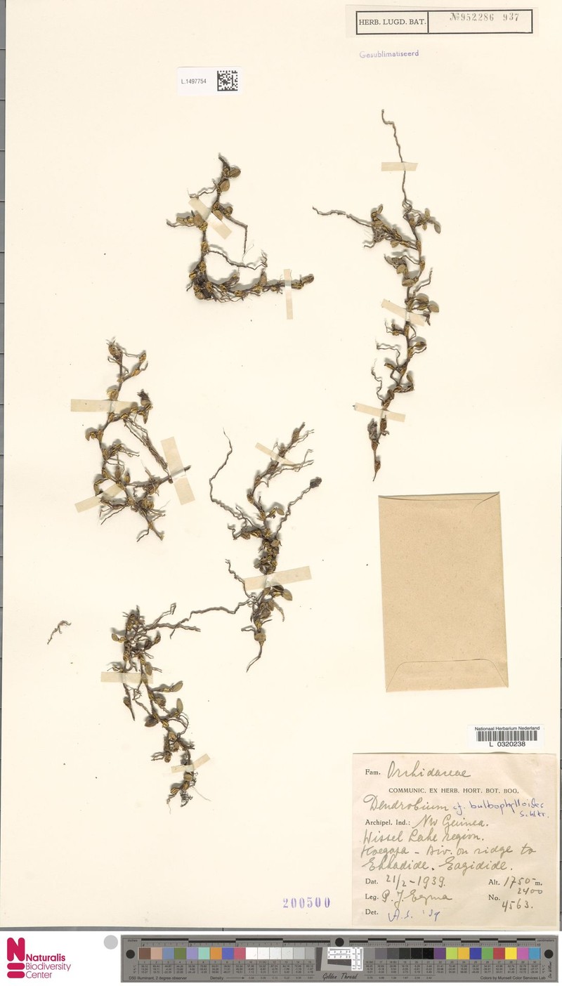 Dendrobium bulbophylloides photo 4