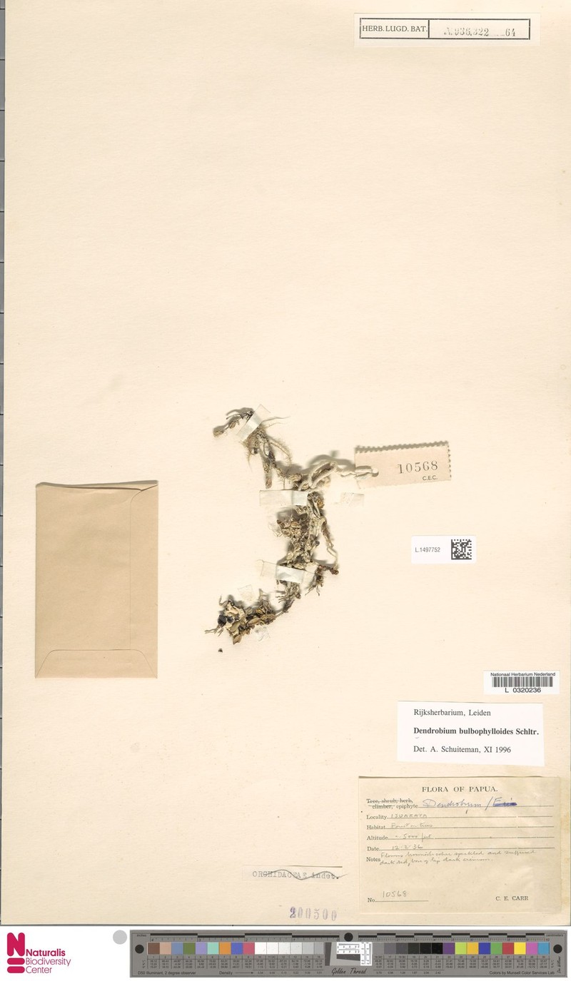Dendrobium bulbophylloides photo 5