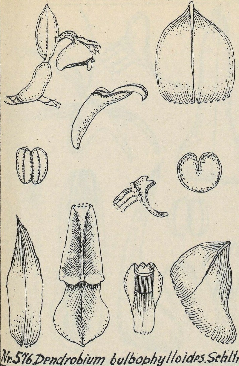 Dendrobium bulbophylloides
