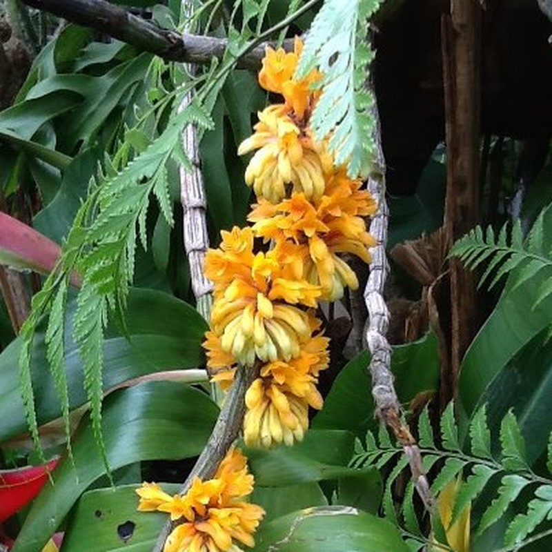 Dendrobium bullenianum