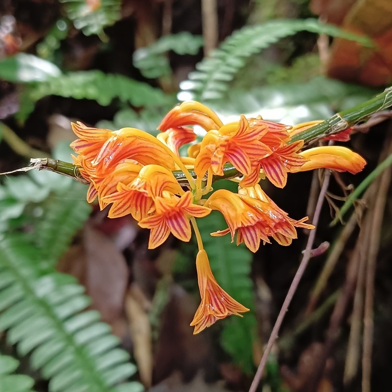Dendrobium bullenianum photo 2