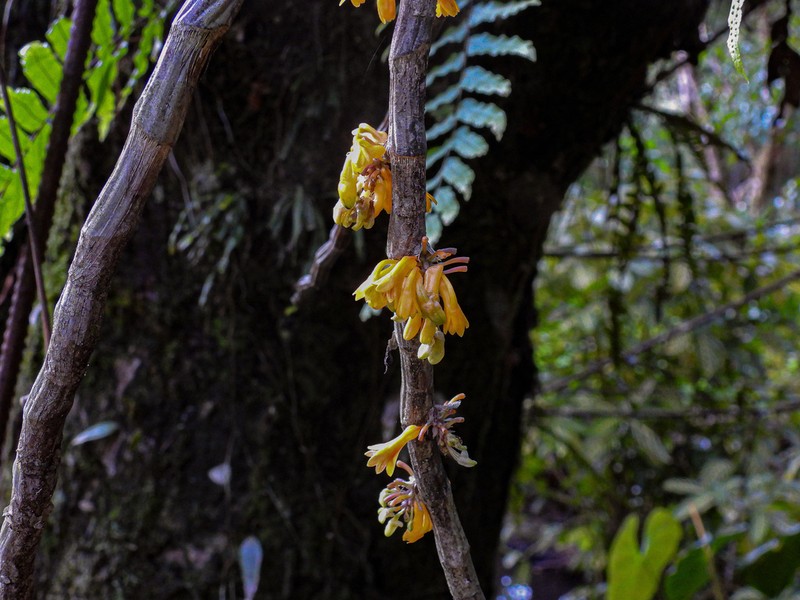 Dendrobium bullenianum photo 3