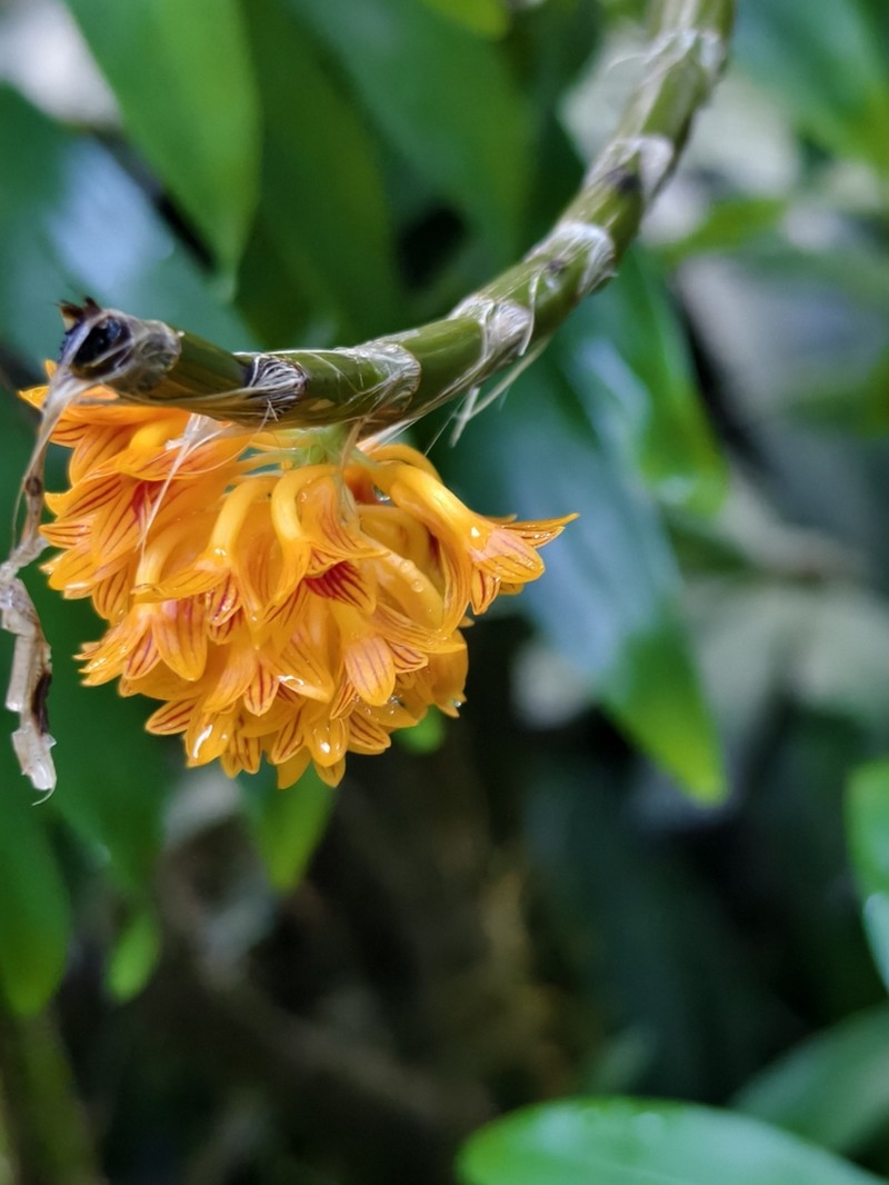 Dendrobium bullenianum photo 4