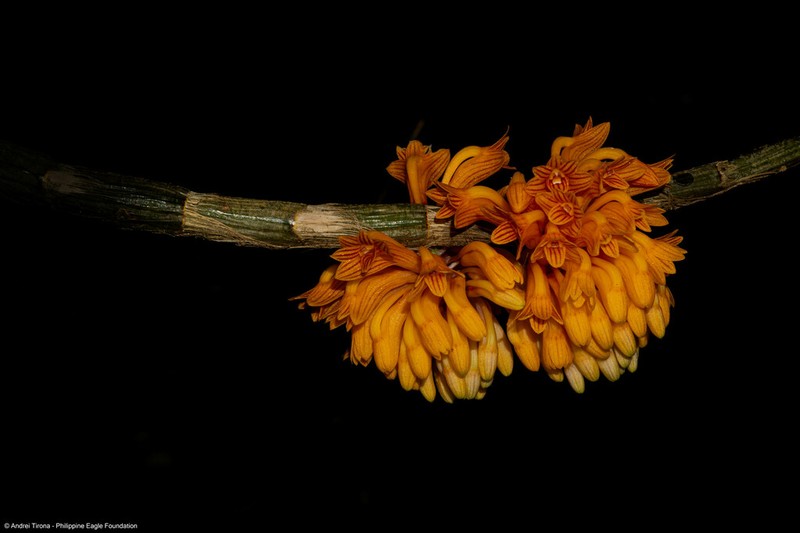 Dendrobium bullenianum photo 6