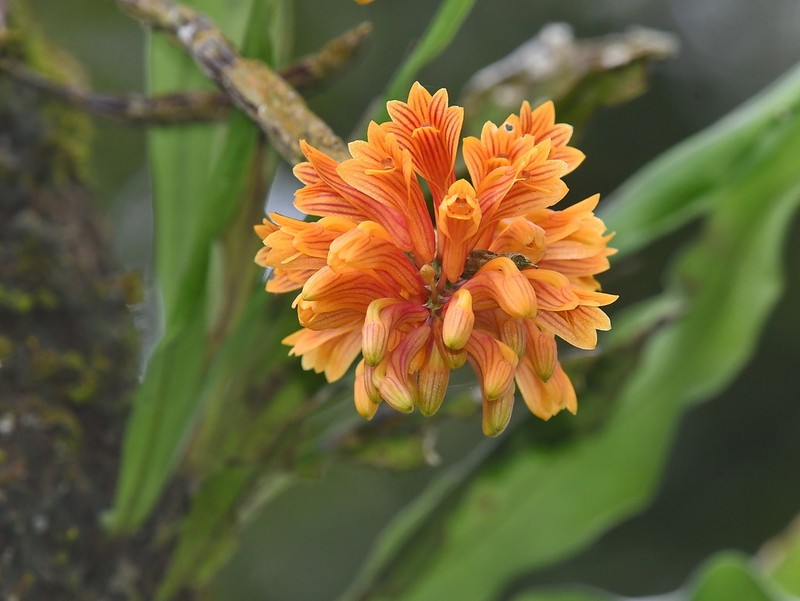 Dendrobium bullenianum photo 7