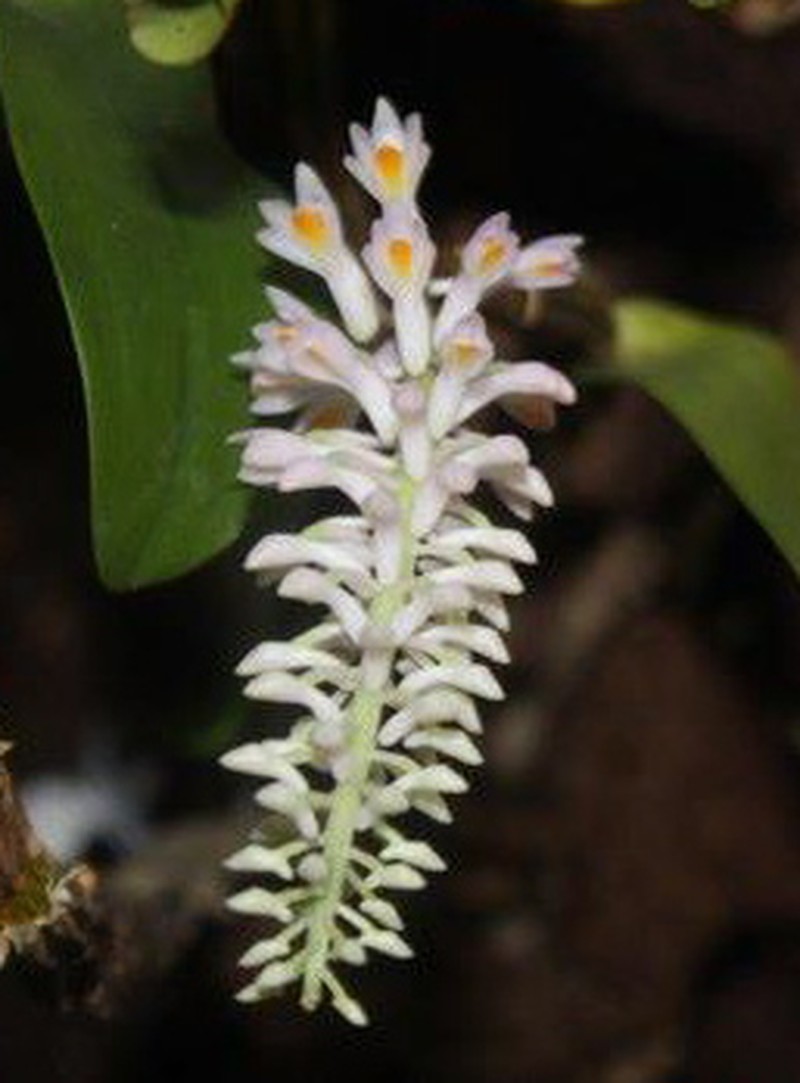 Dendrobium bursigerum