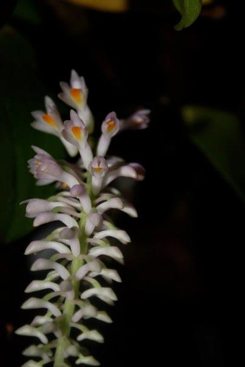 Dendrobium bursigerum photo 3