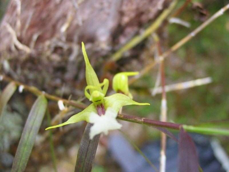 Dendrobium butinii