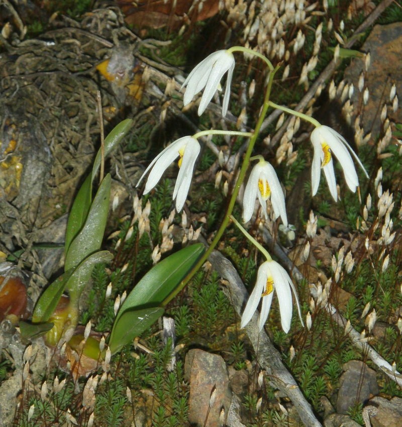 Dendrobium cacuminis photo 2