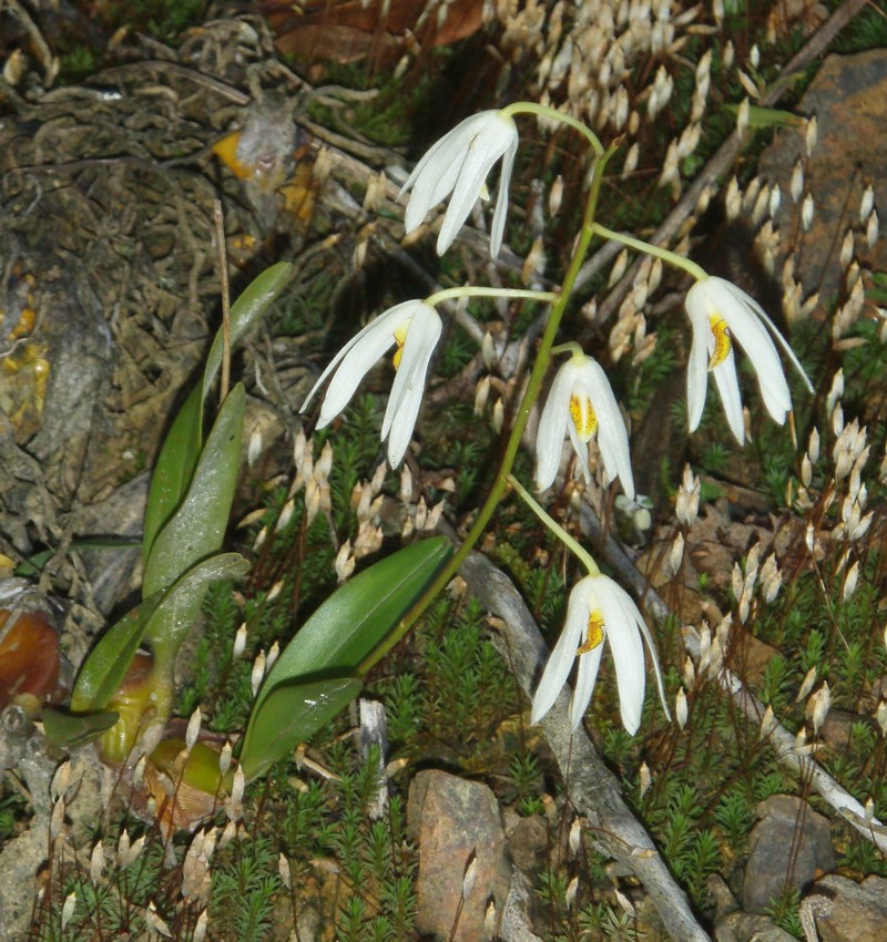 Dendrobium cacuminis photo 3