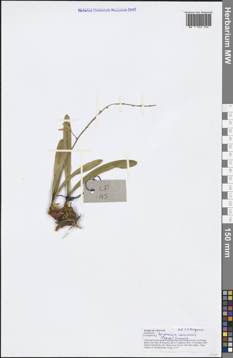 Dendrobium cacuminis photo 4