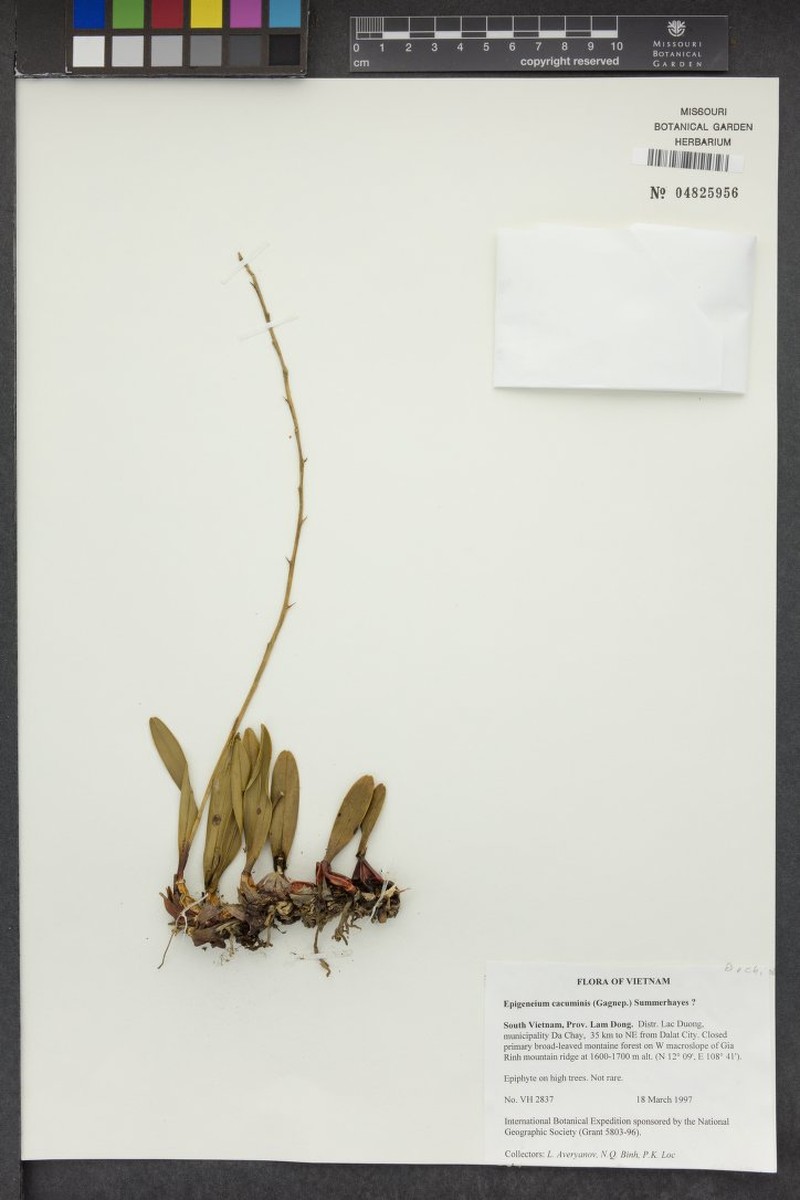 Dendrobium cacuminis photo 5