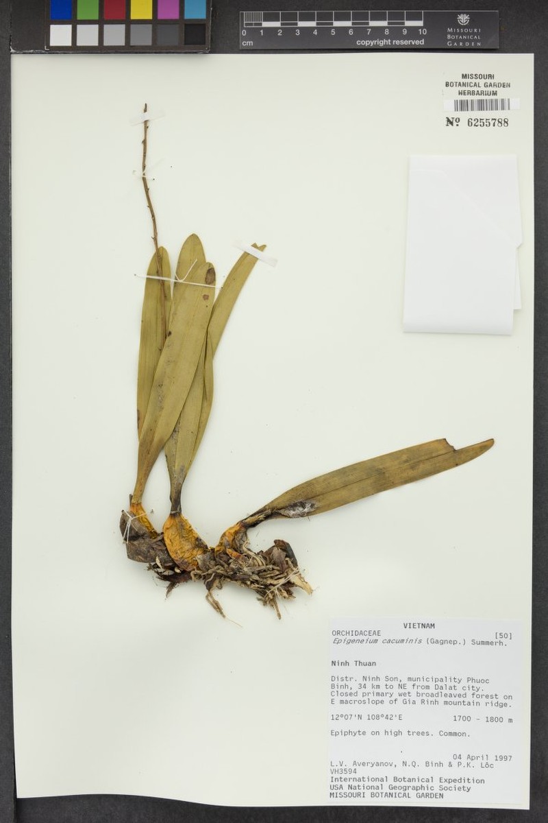 Dendrobium cacuminis photo 6