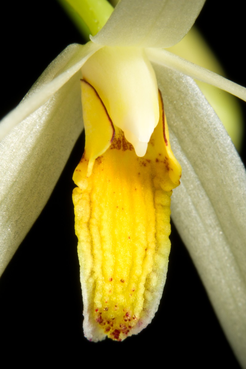 Dendrobium cacuminis