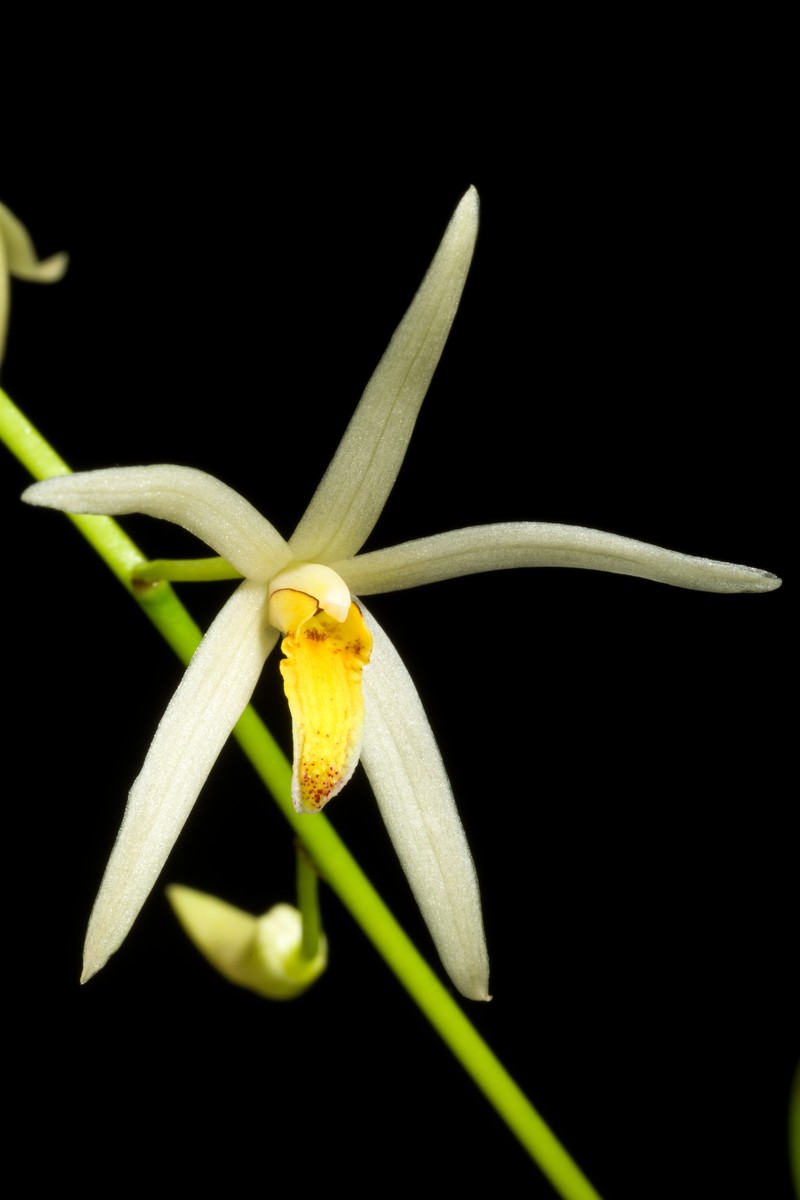 Dendrobium cacuminis photo 7